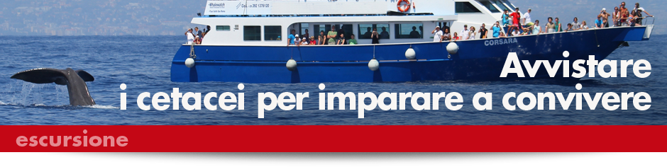 940x215_ESCURSIONI_MARE_cetacei